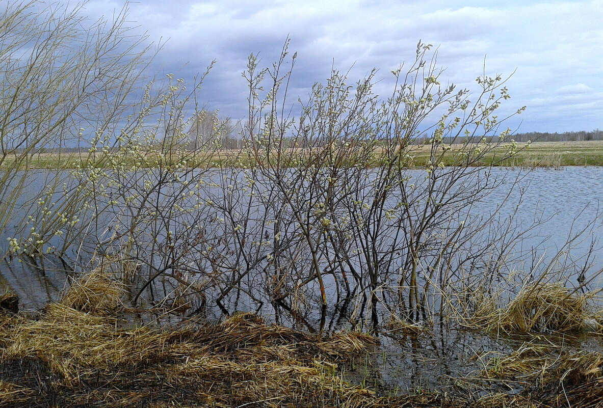 Дыхание весны. - сергей ермошкин