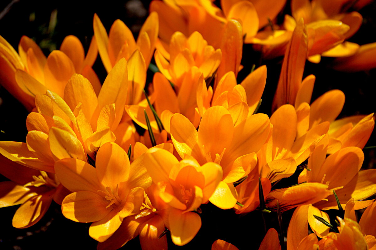 Жар апреля - Татьяна Лютаева