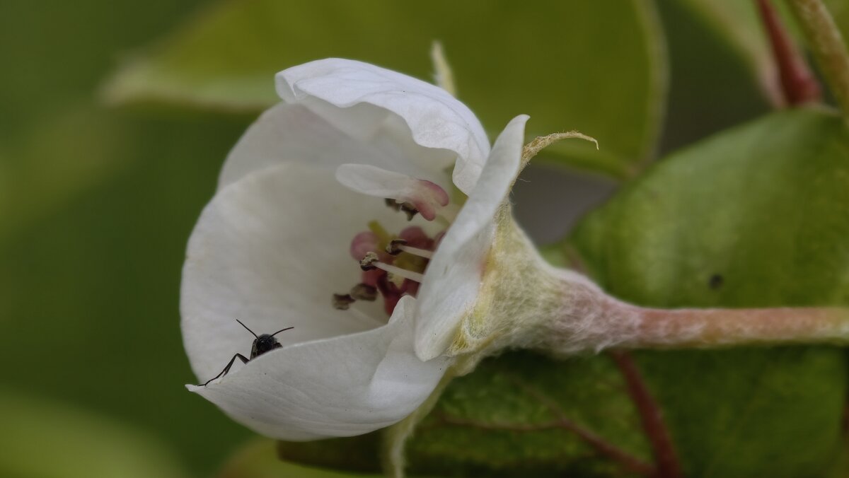 Выглядывающий из цветка - Мариша Тим