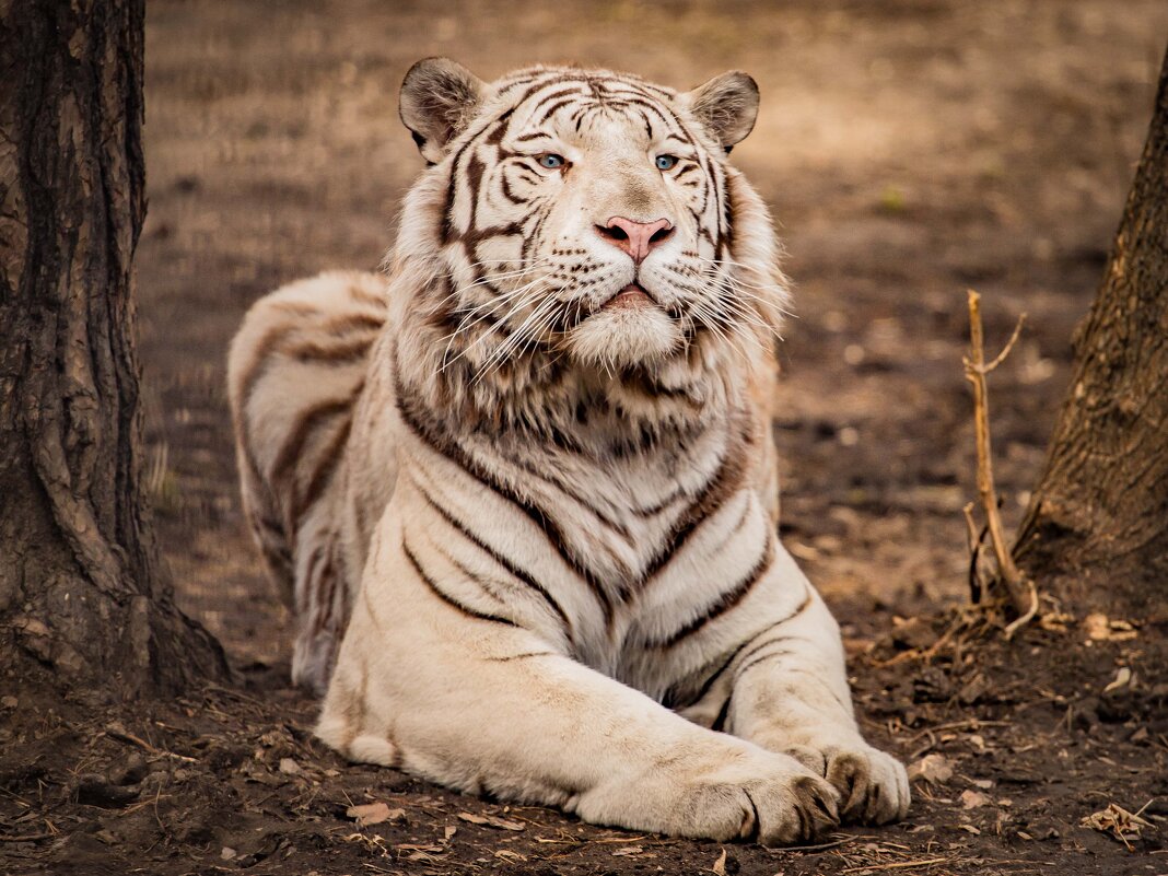 бенгальский тигр - Аркадий Лаптенко