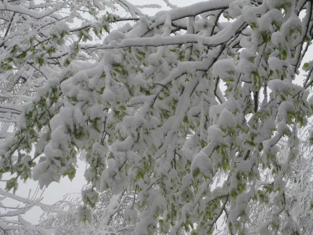 Апрельский снег - Дмитрий Никитин