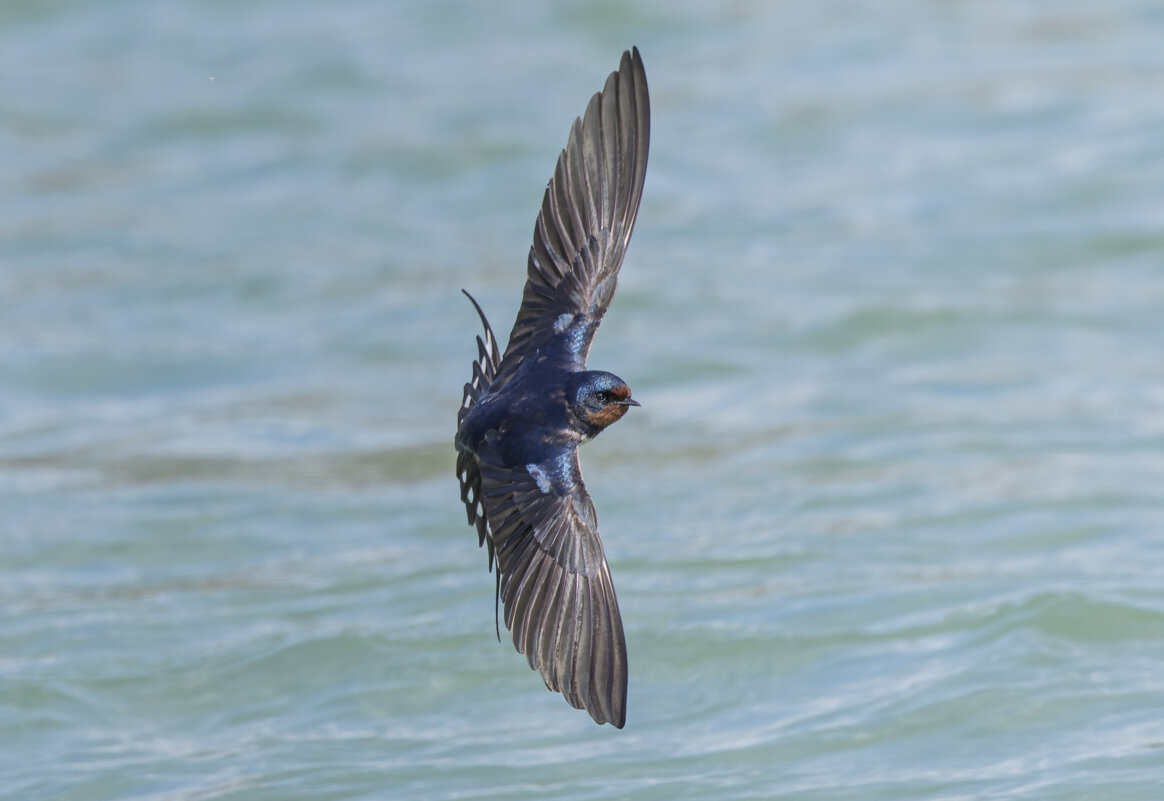 ласточка деревенская. - юрий макаров