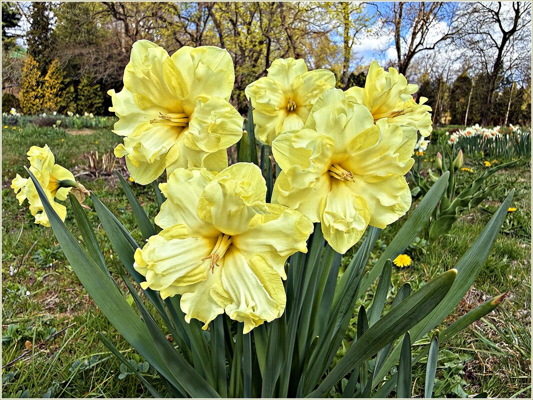 Нарциссы. - Валерия Комова