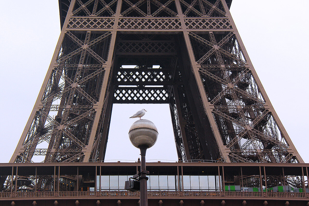Чайка в рамке Эйфеля - Сергей Сомихин