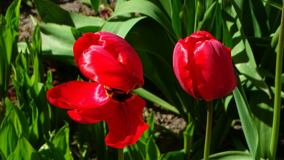 Городские цветы. - Милешкин Владимир Алексеевич 