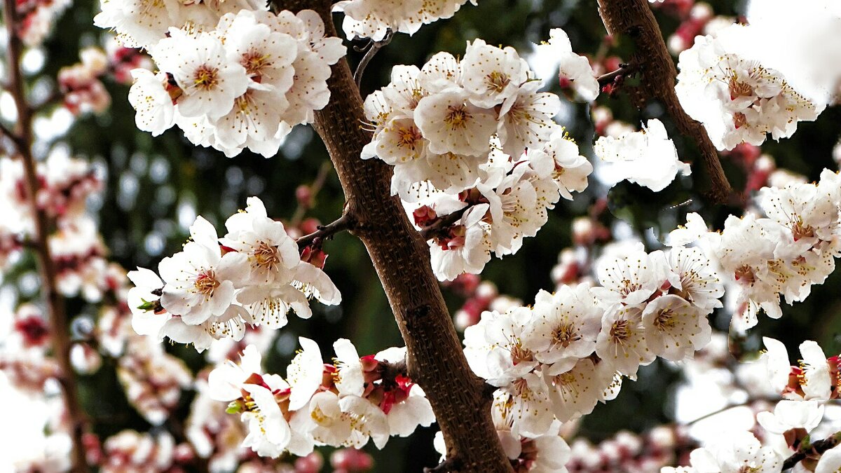 Цвет фруктовых деревьев в городе. - Милешкин Владимир Алексеевич 