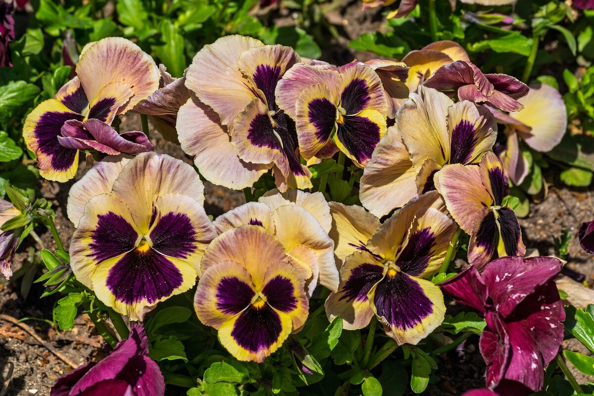 Анютины глазки - Игорь Сикорский