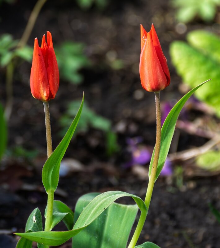 Тюльпаны - Игорь Сикорский