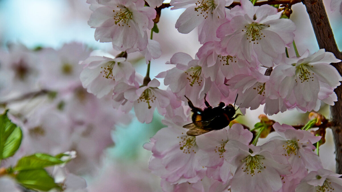 Один раз в год ... - Alexandеr P