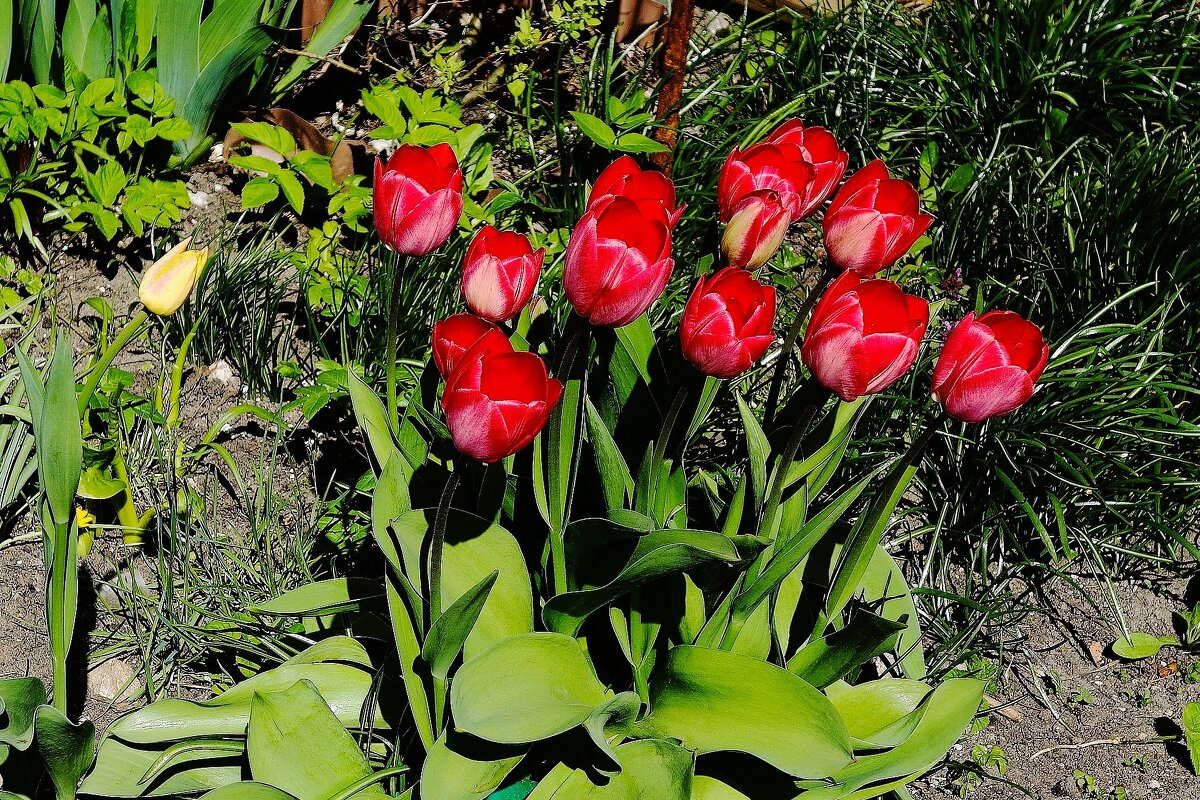 Тюльпаны - Рита Симонова