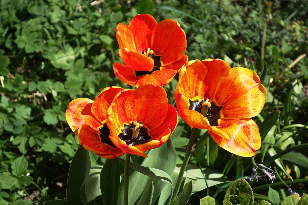 Тюльпаны - Рита Симонова