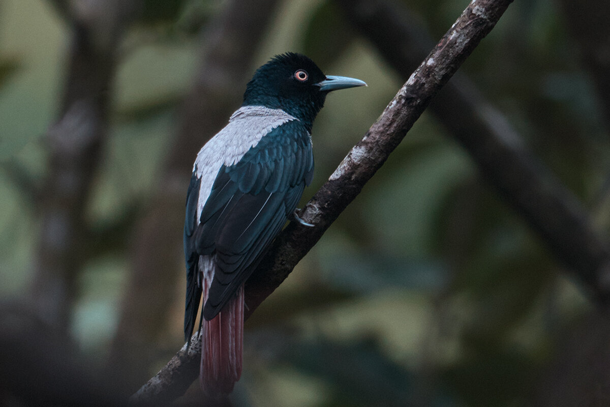 Серебристая иволга - Yudong Liu