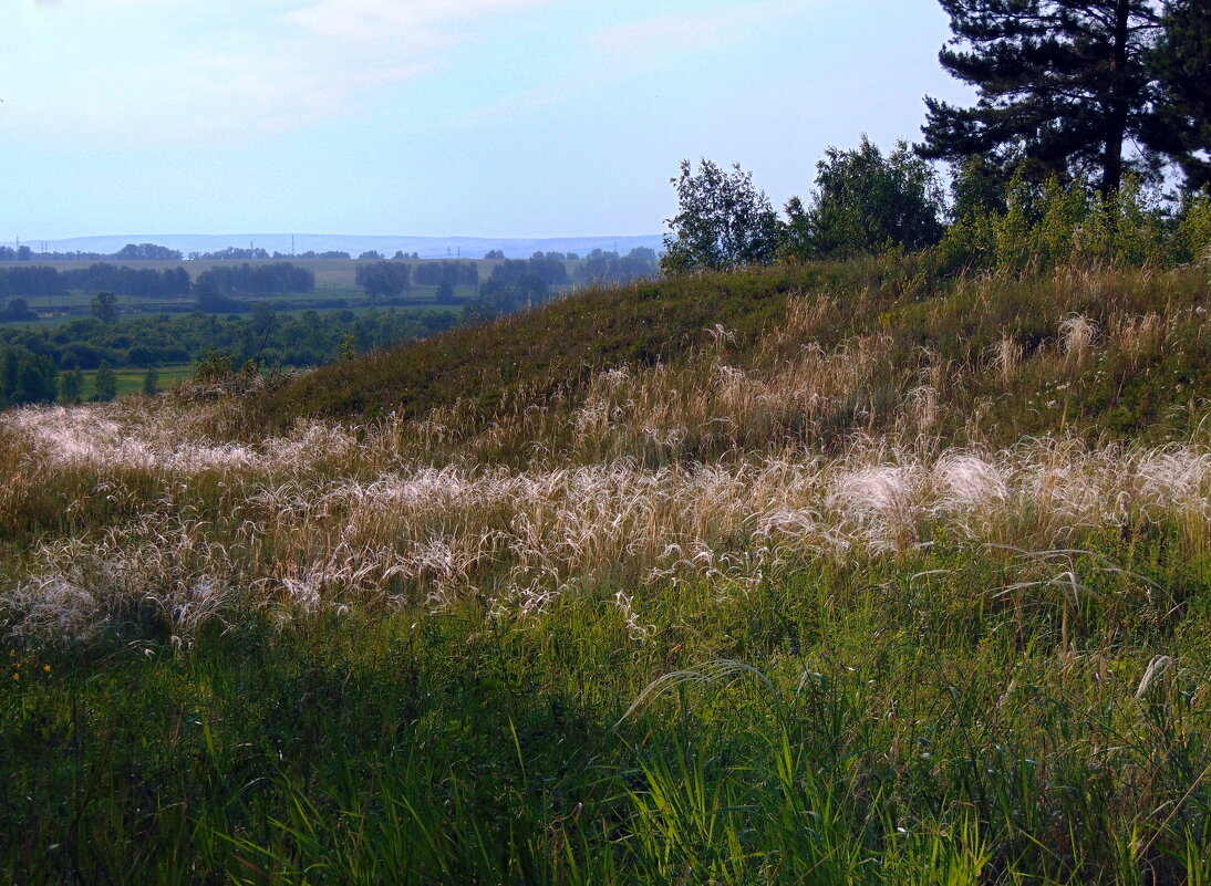 Седой ковыль. - nadyasilyuk Вознюк