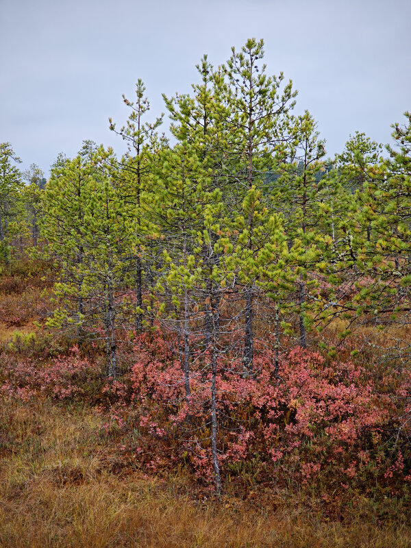 На болоте - Александр 