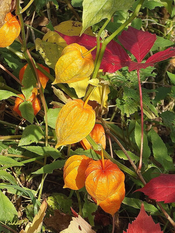 Японские фонарики - Freddy 97