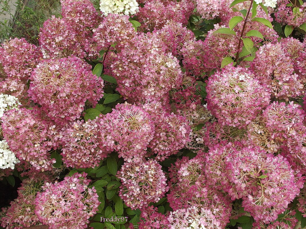 Гортензия - Freddy 97