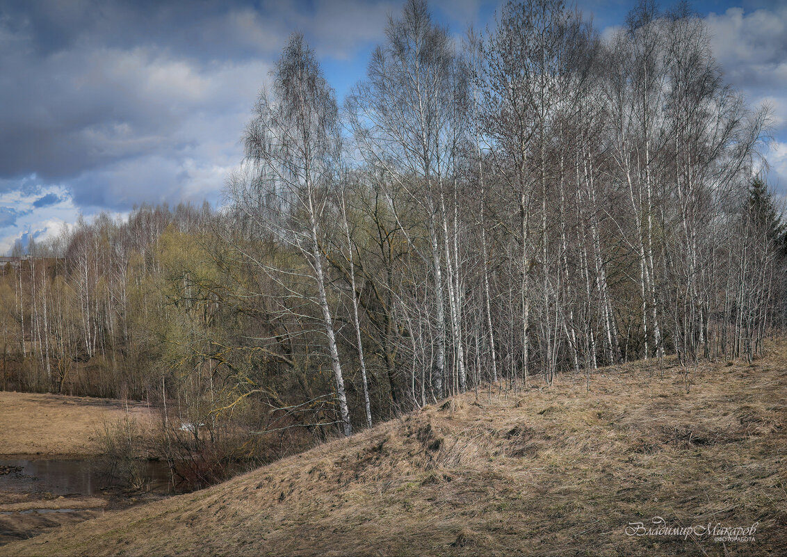 "Березки ждут тепла"© - Владимир Макаров