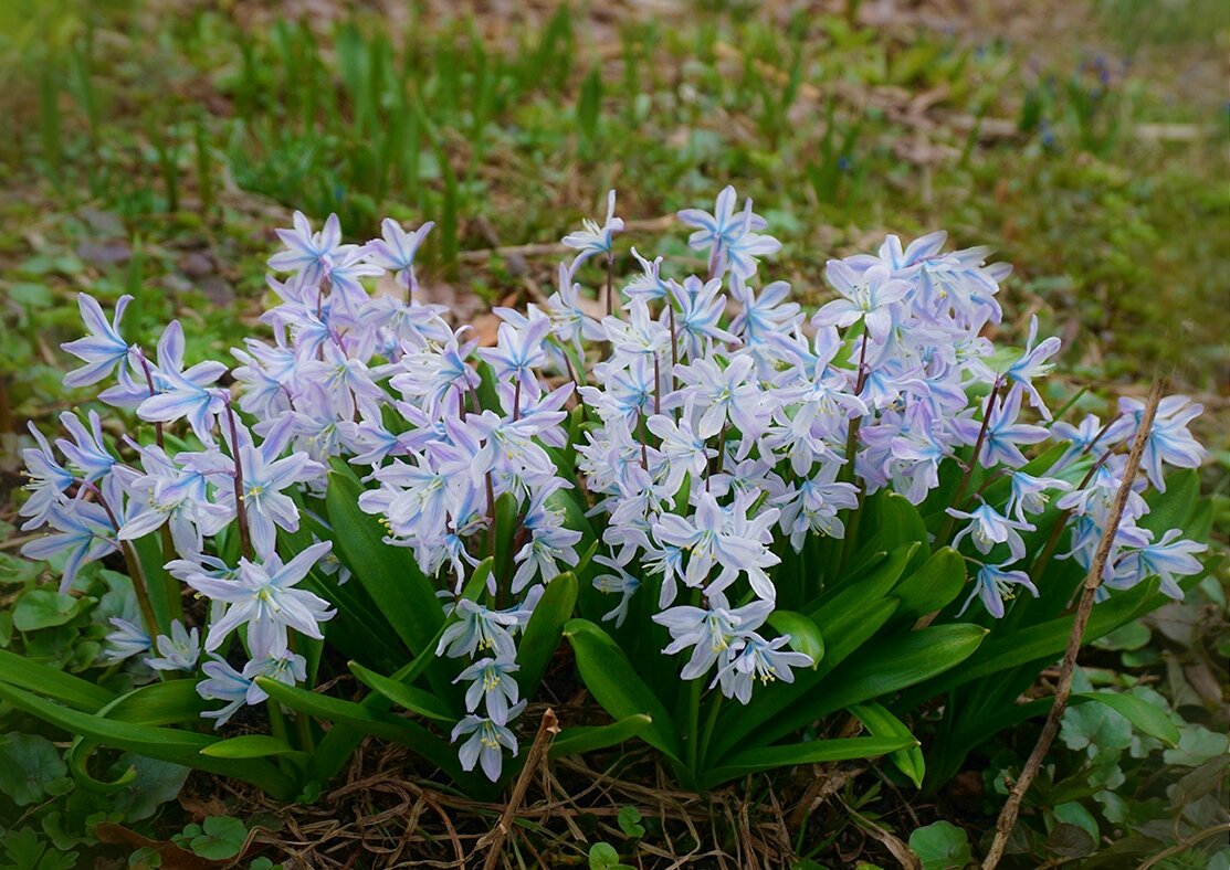 Пушкиния - Ольга 