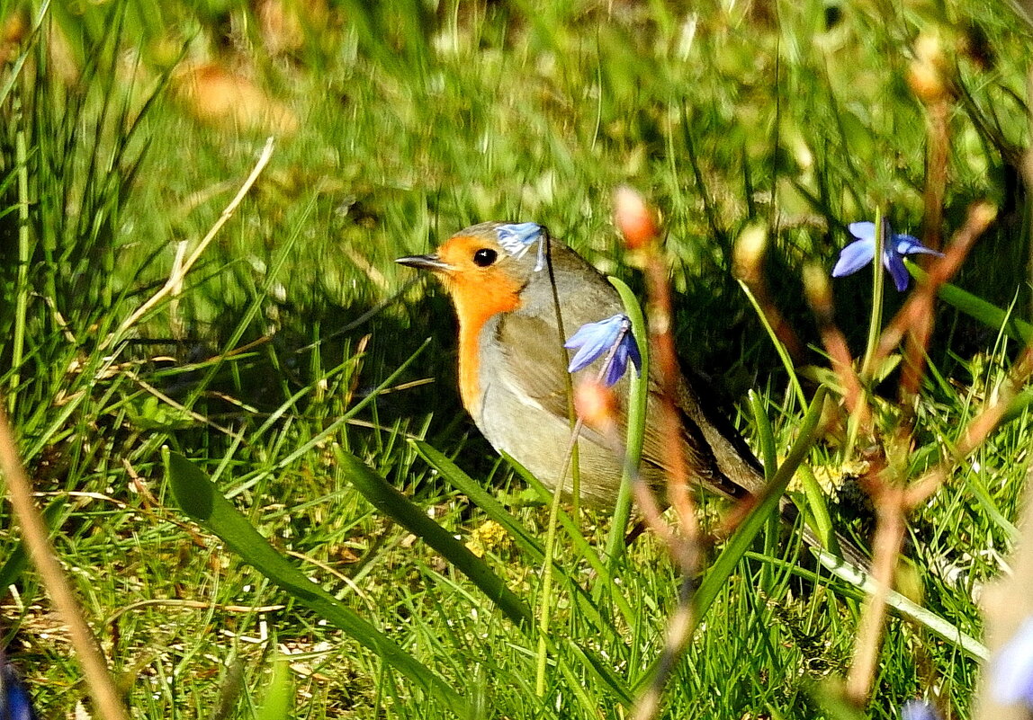 птицы весной - ИННА ПОРОХОВА