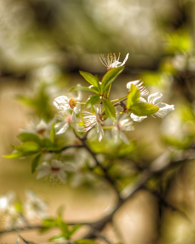 ...весна.. - Георгий Никонов