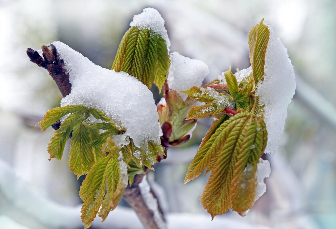 снегопад 26 апреля - Михаил Бибичков