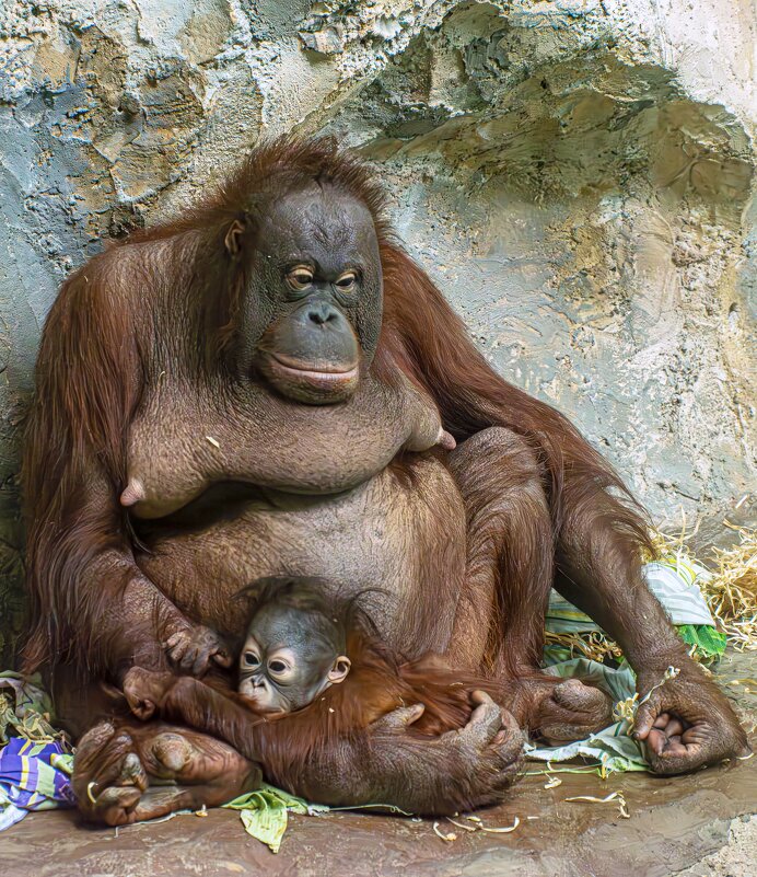 Мишель и Бушель. - Михаил Измайлов