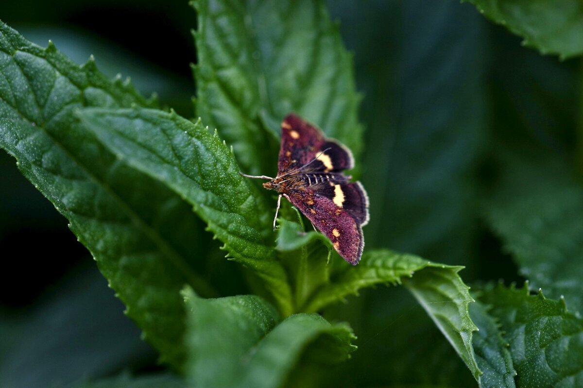 Мотылек и мята - Татьяна Салиева