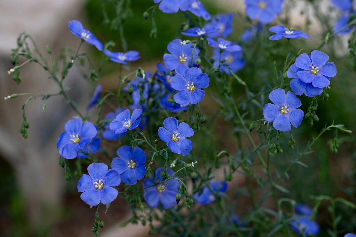 синий лен - Татьяна Салиева