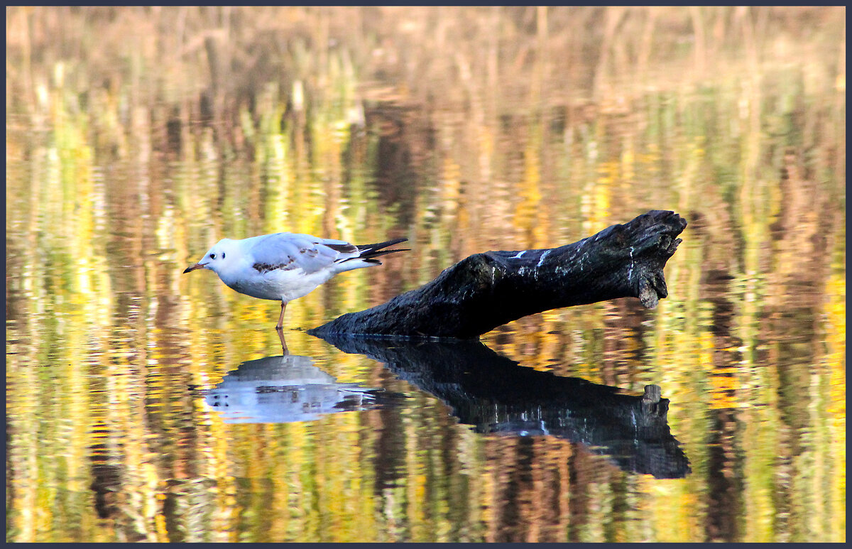 *** - Александр. AVG100 ---