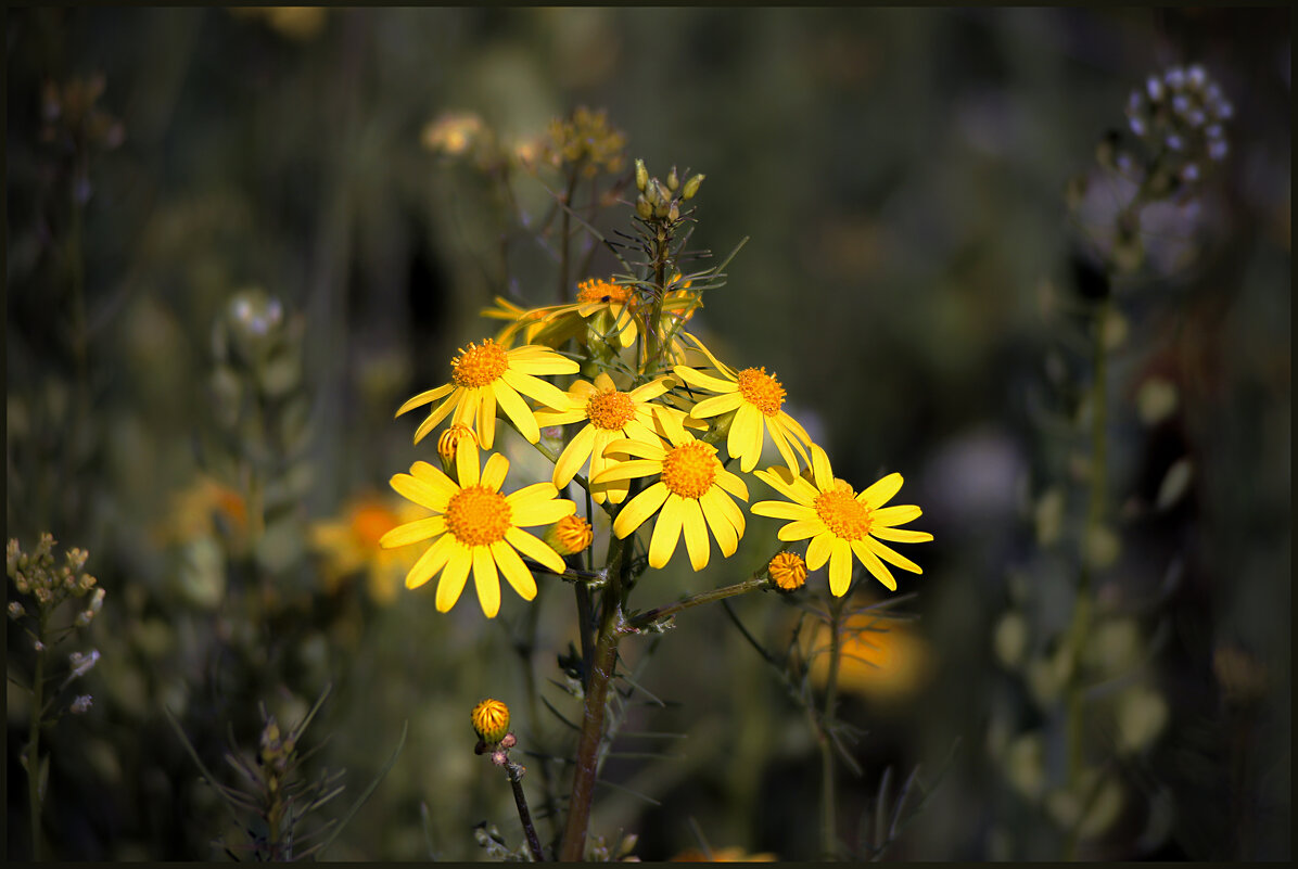 Цветы. - Александр. AVG100 ---