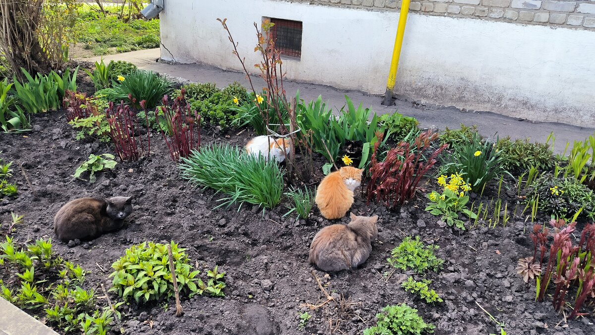 Пушистые цветочки - Ольга 