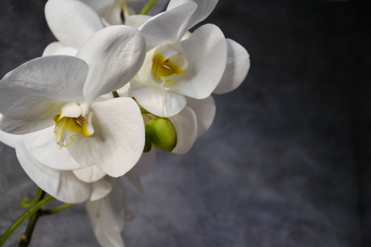 Орхидея - Татьяна Евдокимова