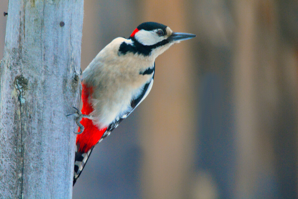 позирует - леонид логинов