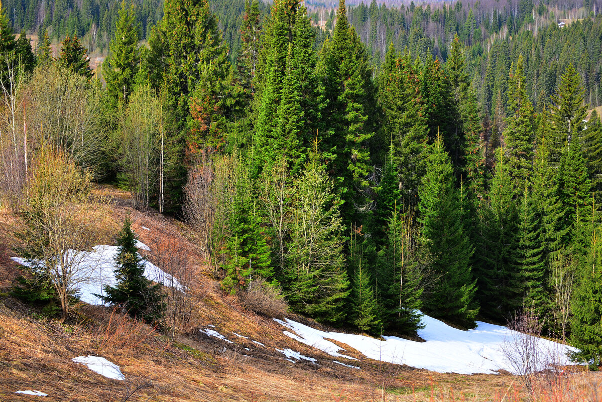 весенний вид - леонид логинов