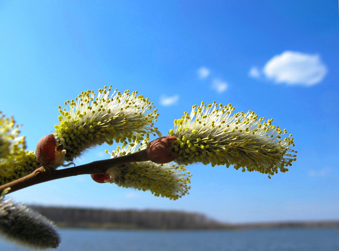 ... - Станислав ..