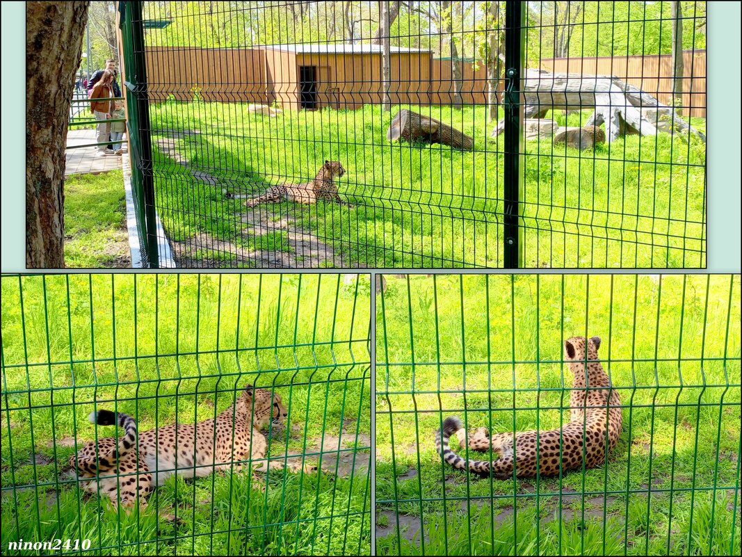 Гепард в ростовском зоопарке - Нина Бутко
