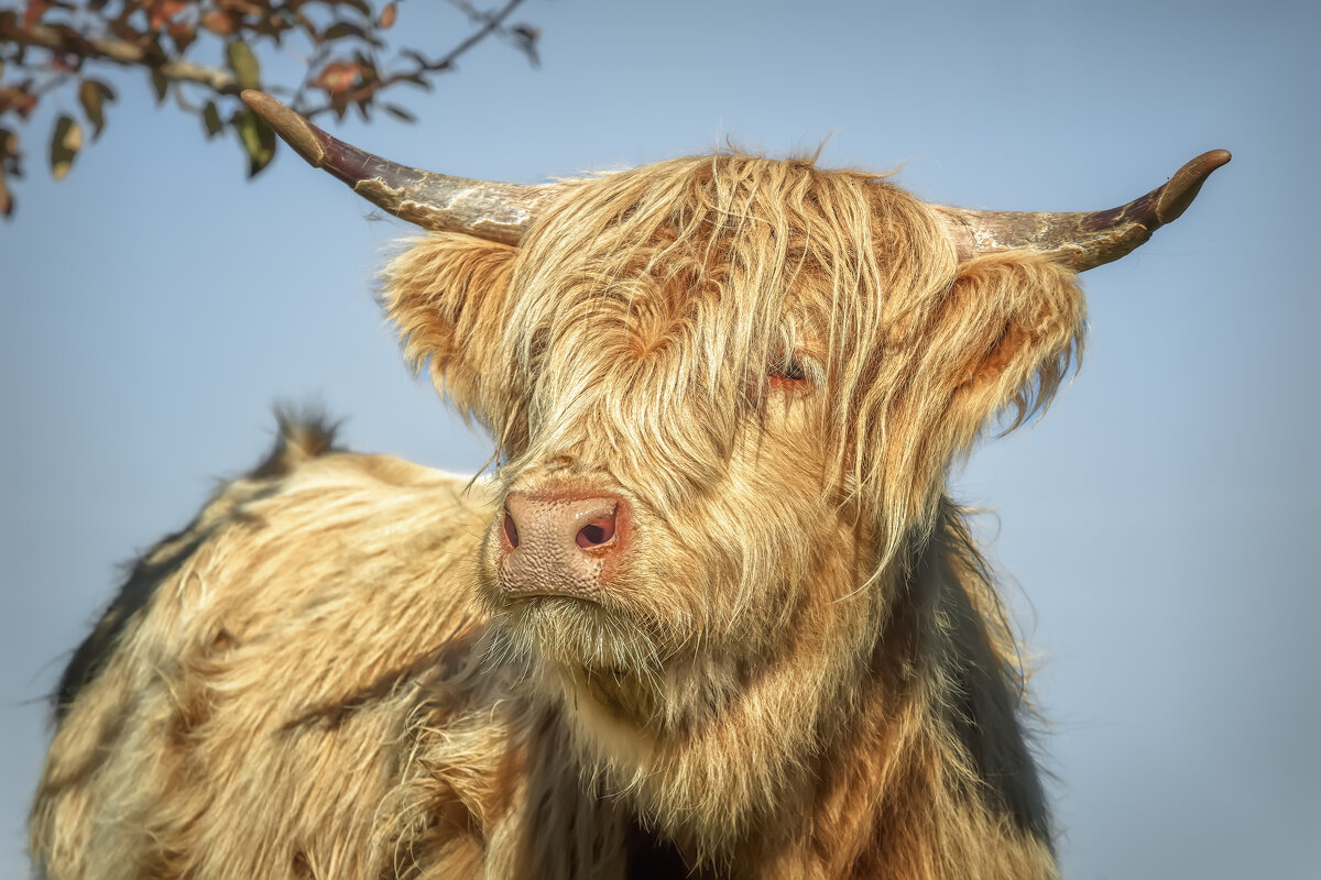 Хайленд - Владимир Колесников