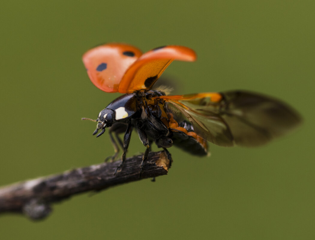 На старт! Внимание..! - Игорь 