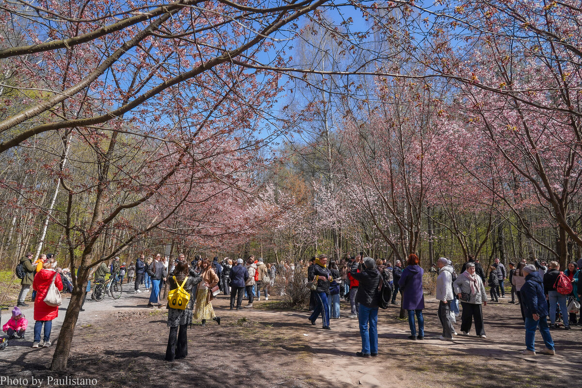 В весеннем парке... - Владимир Жданов