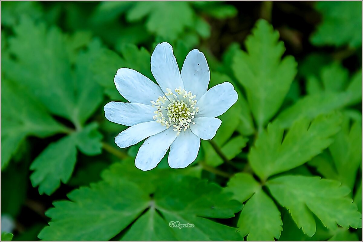 Про весну... - Aquarius - Сергей