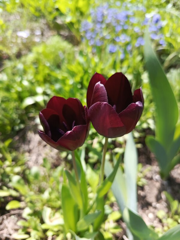 Черные тюльпаны - Татьяна Пальчикова