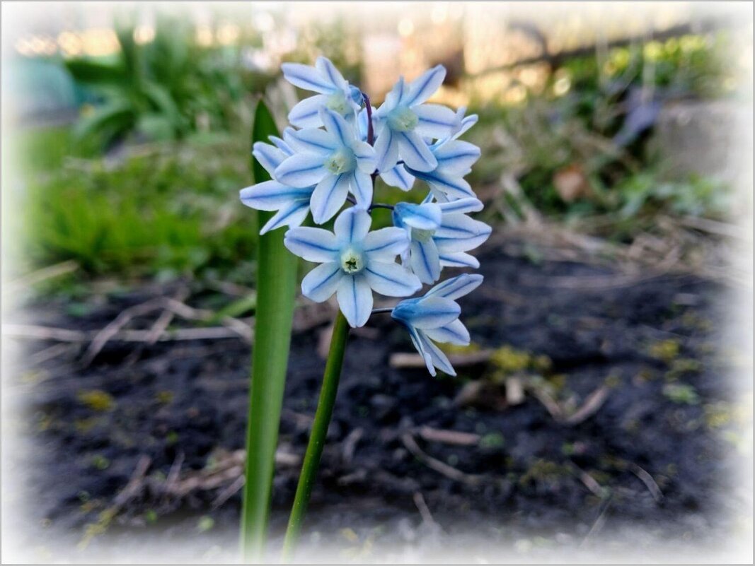 Пушкиния - Елена Сухорученкова