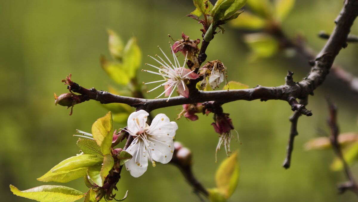 Цветочки уже отцветают - Мариша Тим