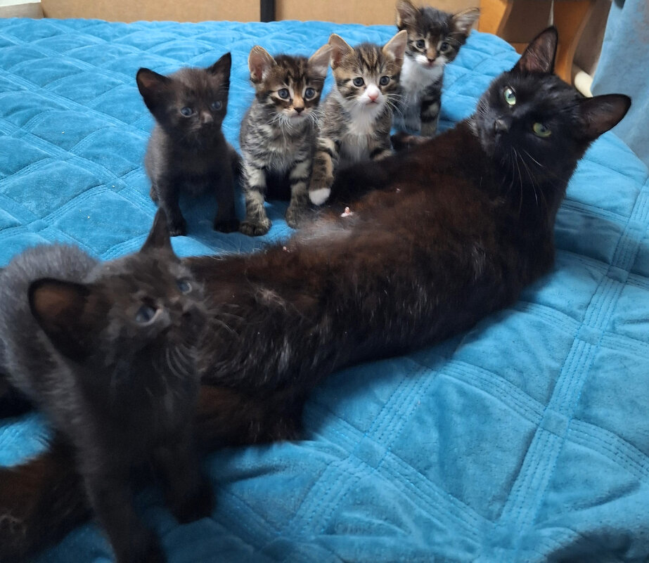 Мама - Андрей Л. В.