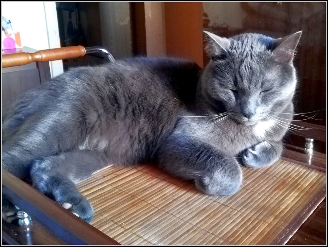 Дремлющий Басик - Ольга Довженко