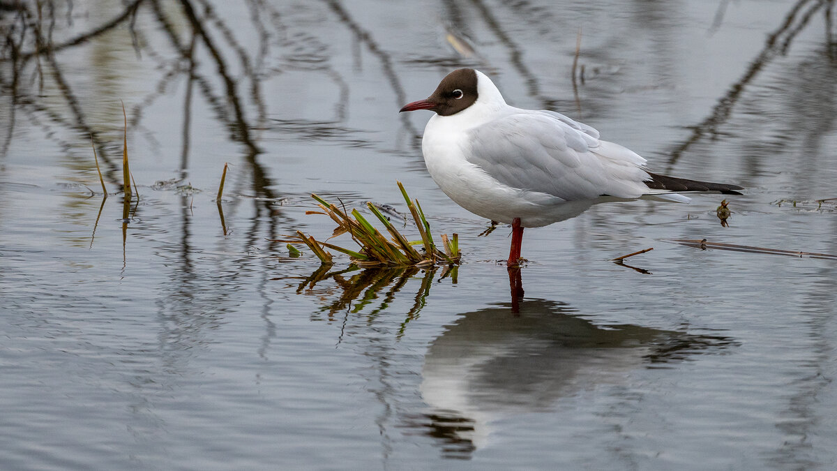Озерная чайка - Владимир Лазарев