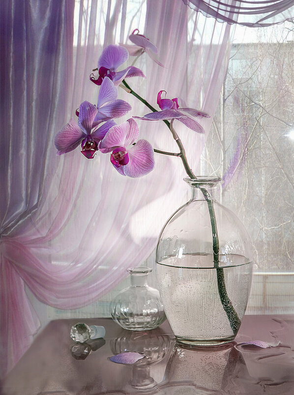 Ветка орхидеи. - Bosanat 