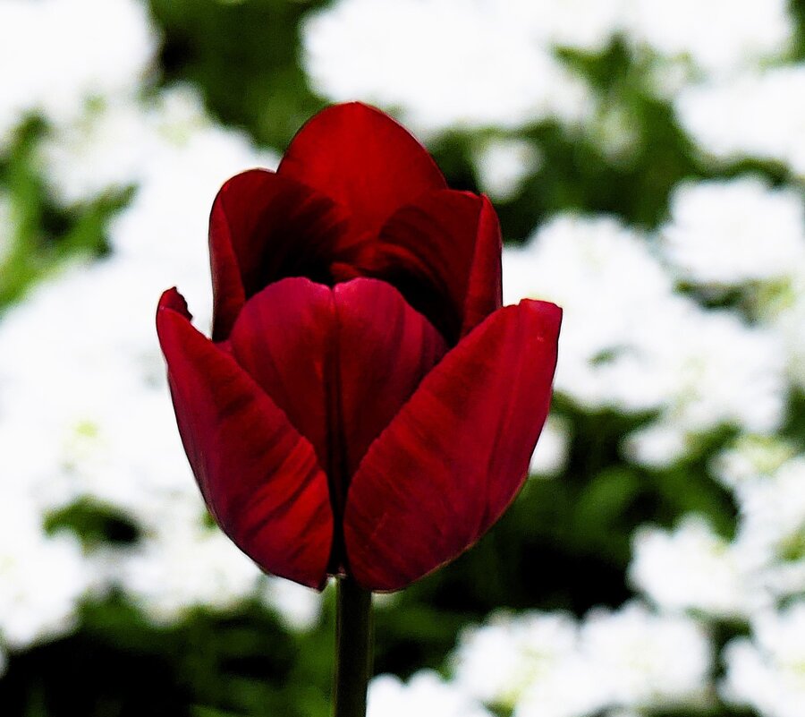 Королевство цветов(серия) - Владимир Манкер