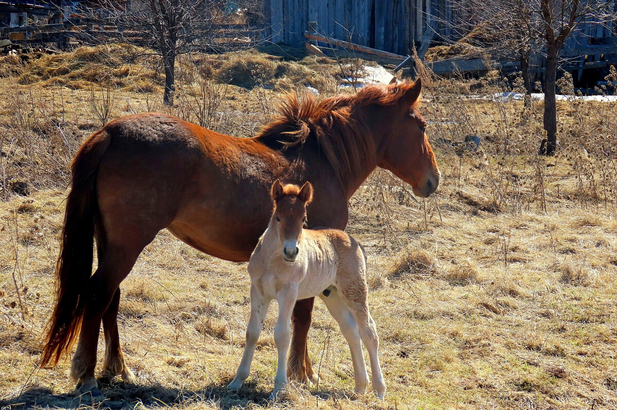 На воле... - Valentina K