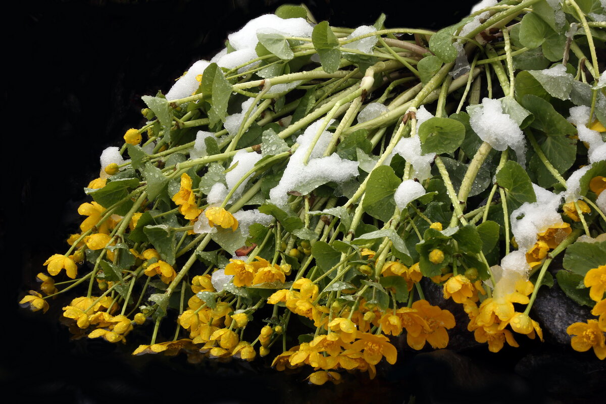 Калужница. Снегопад 27 апреля - Михаил Бибичков